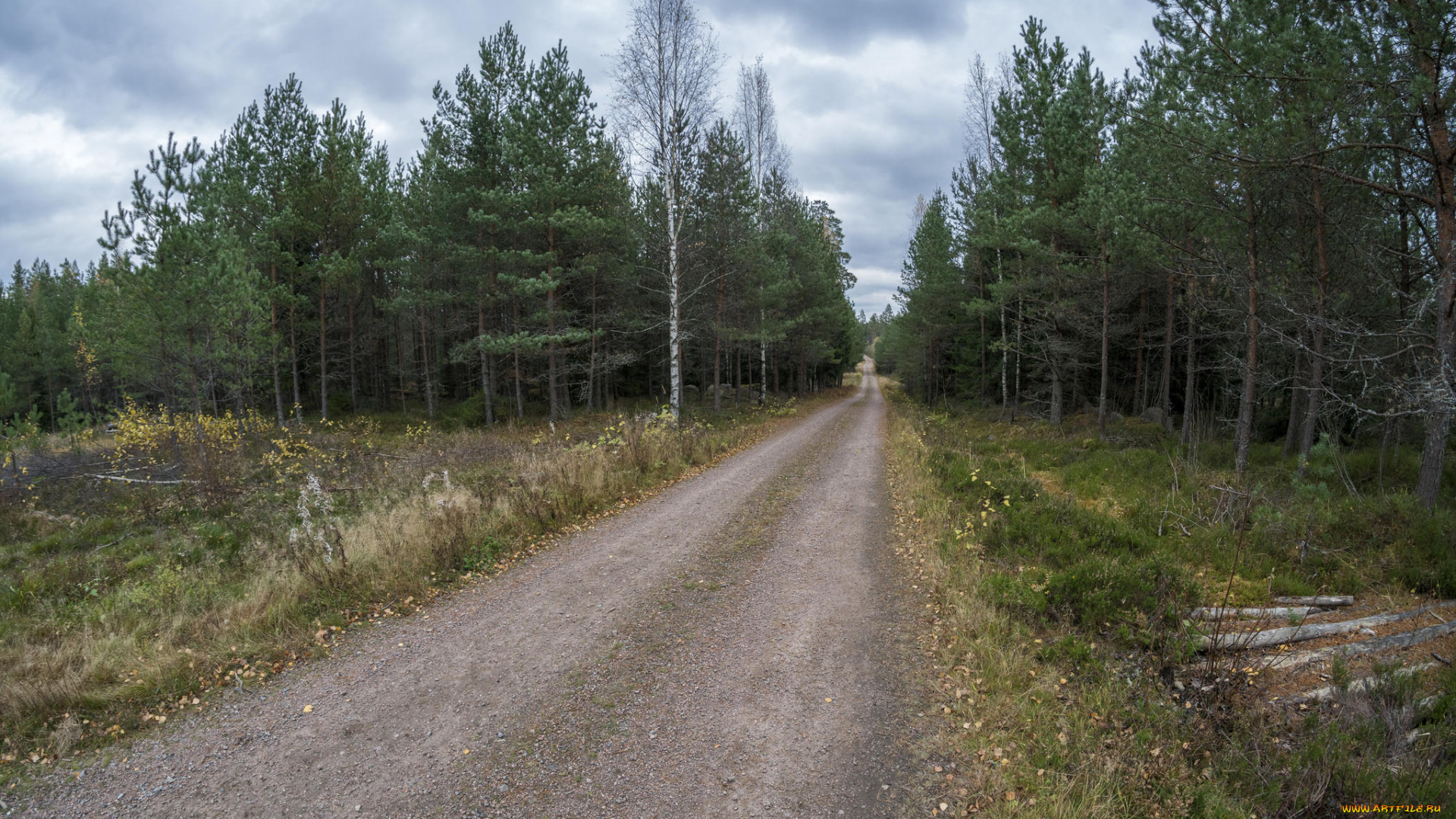 природа, дороги, дорога, лес