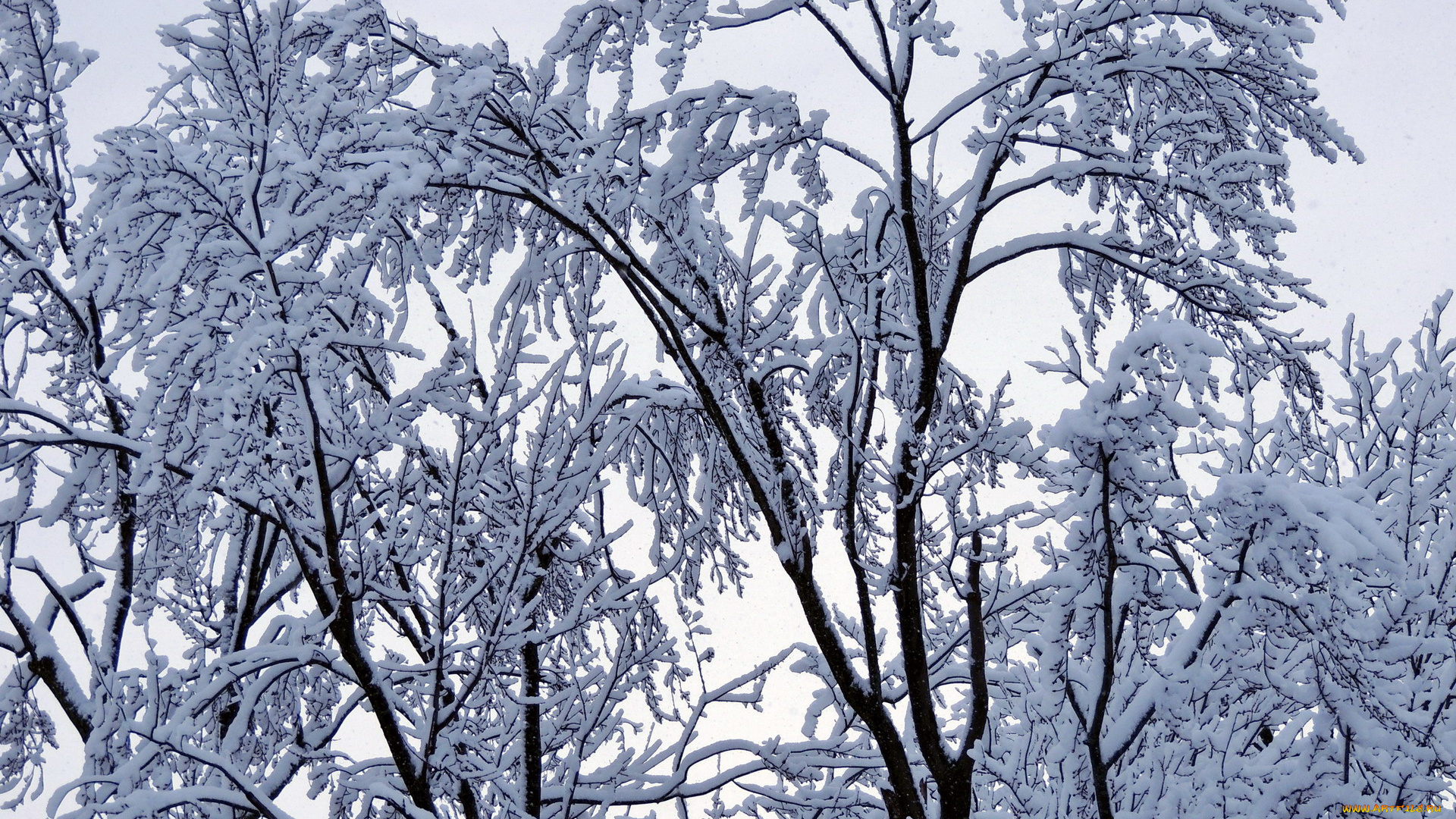 природа, зима, ветки, снег