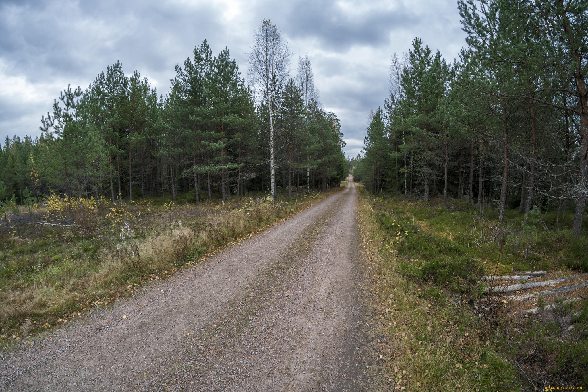 природа, дороги, дорога, лес