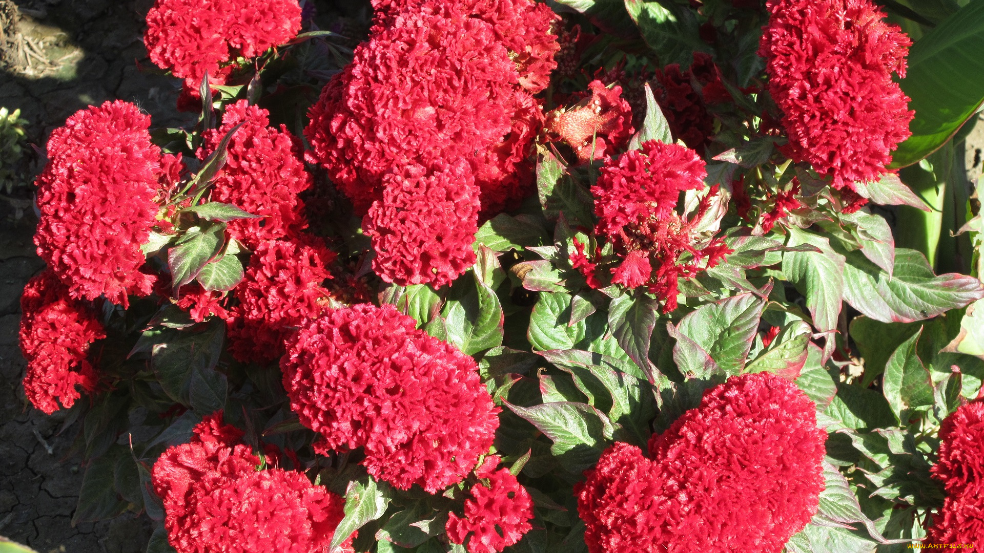 цветы, красные