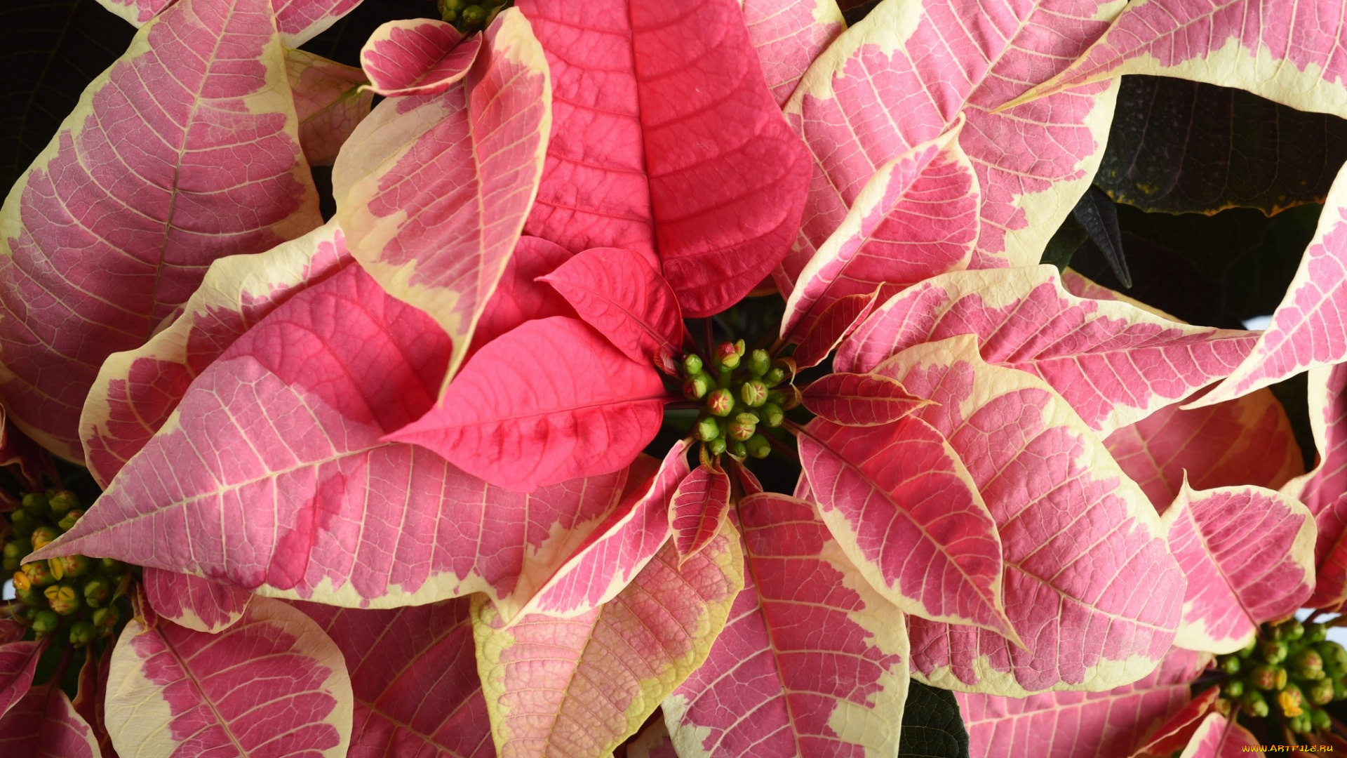 цветы, пуансеттия, звезда, рождественская