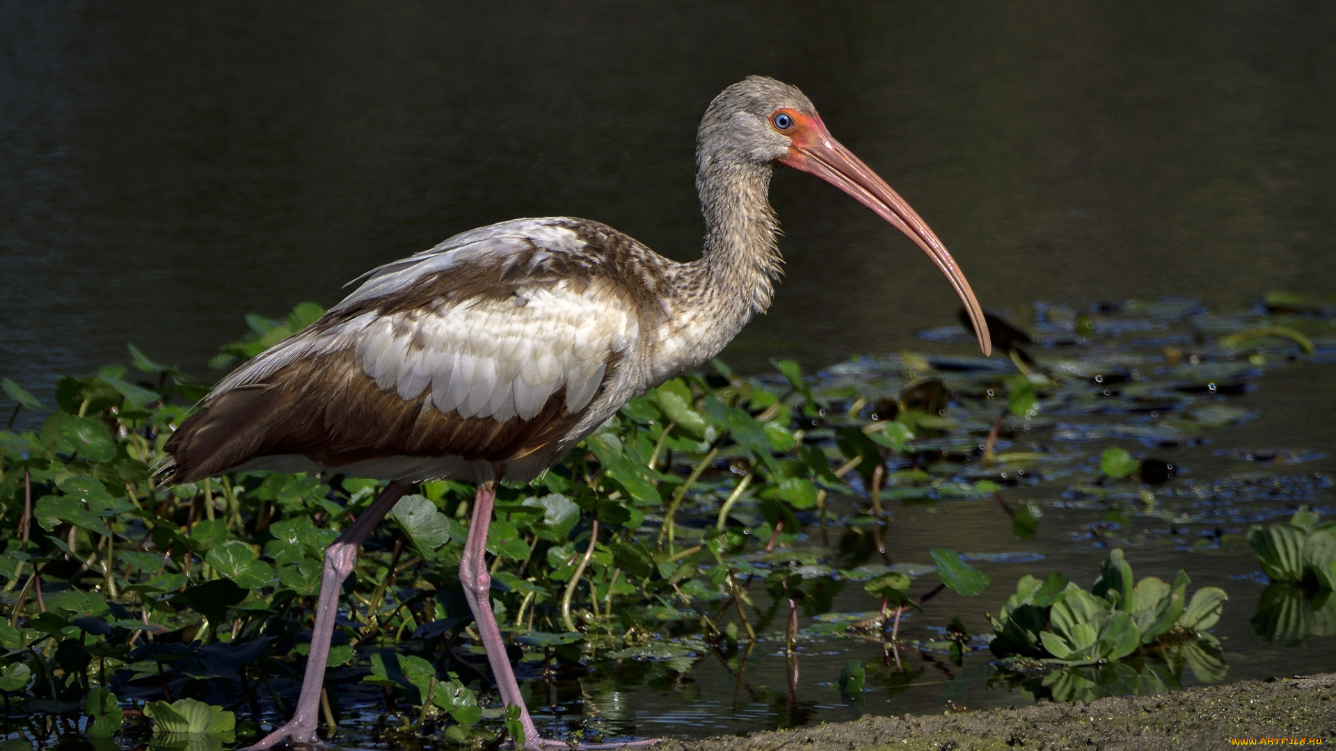 животные, аисты, птичка