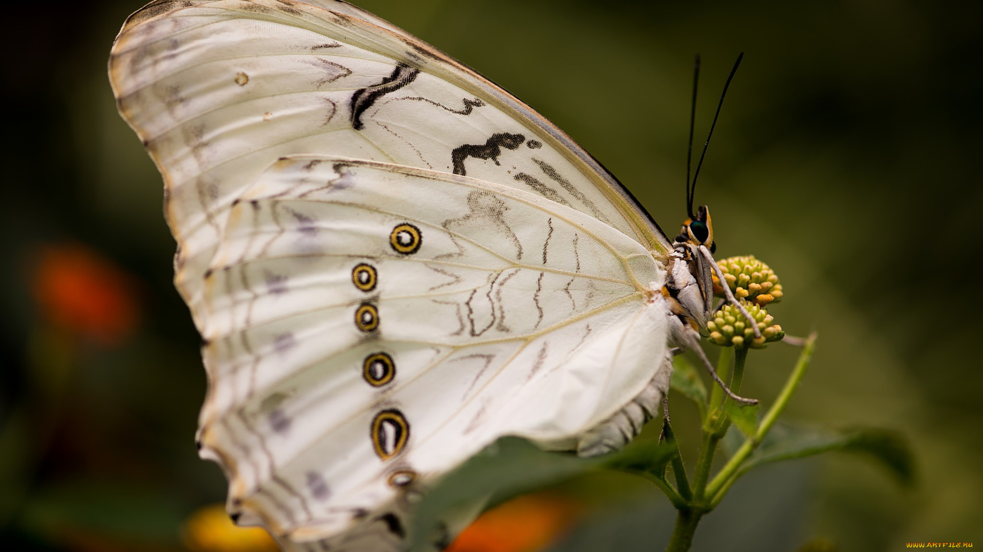 животные, бабочки, , мотыльки, , моли, бабочка, макро, насекомое, морфо