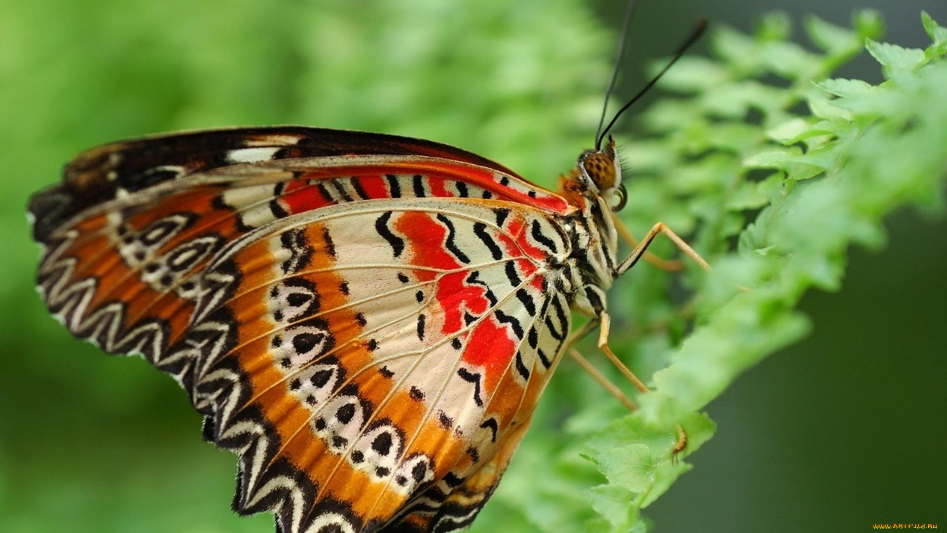 животные, бабочки, , мотыльки, , моли, листья