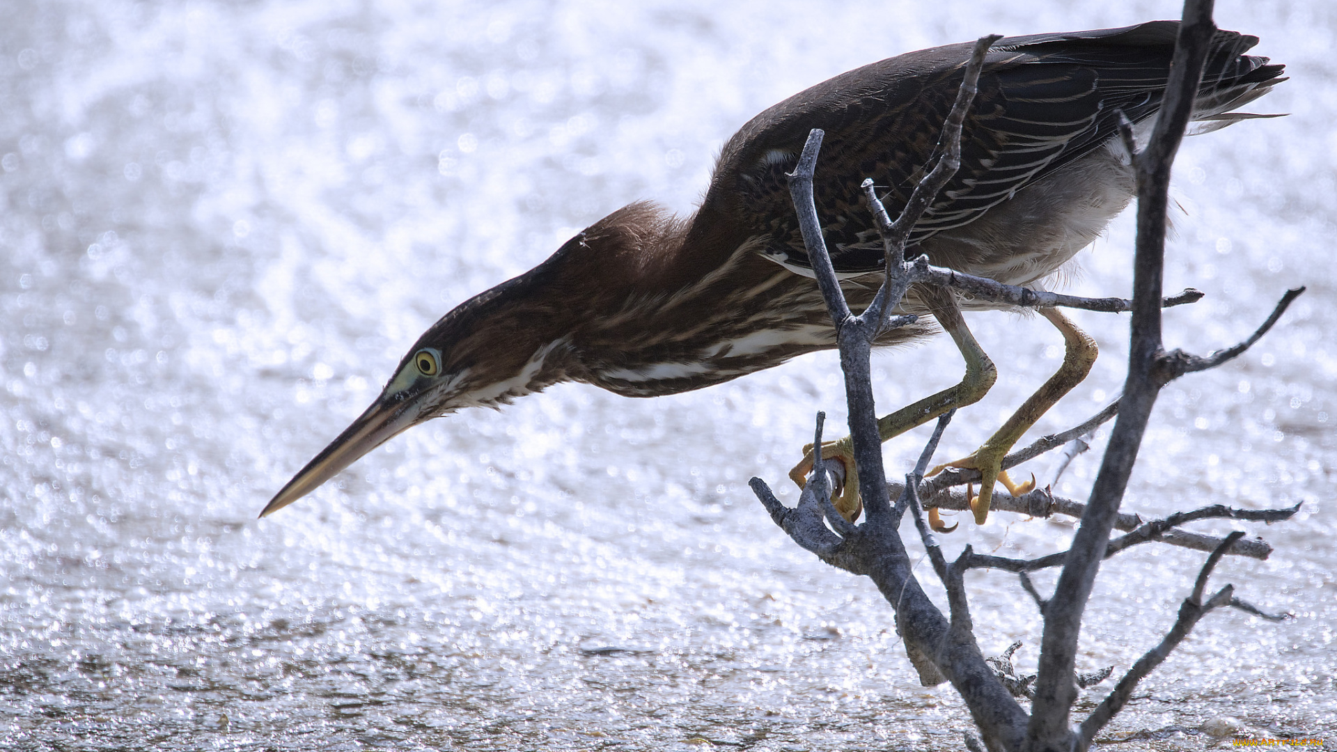 животные, цапли, , выпи, птичка