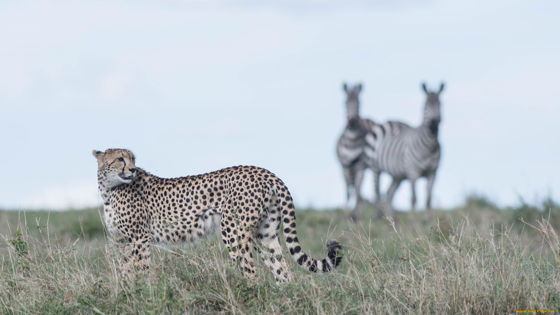 животные, гепарды, окрас, грация, хищник, простор, трава, африка, кошка, саванна, пятна