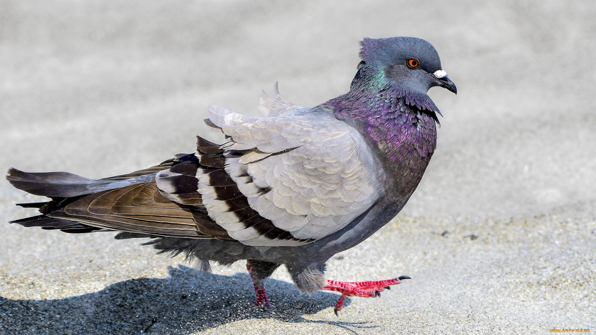 животные, голуби, птичка