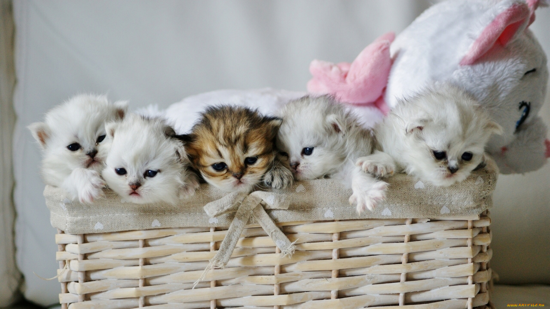 животные, коты, корзина