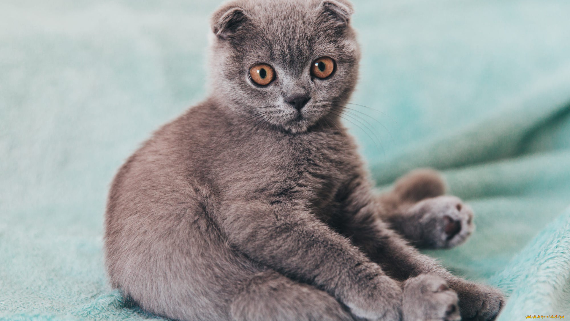 животные, коты, кот, лапы, рыжий, шерсть, спит, лежит, усы