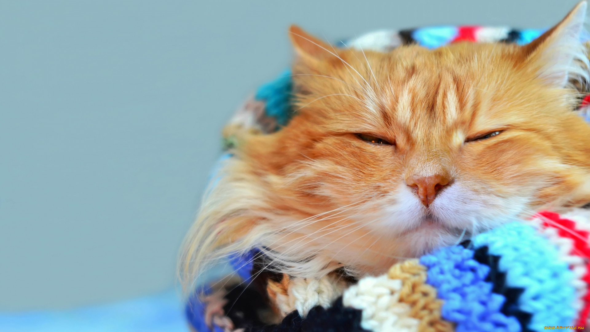 животные, коты, кот, шарф, боке