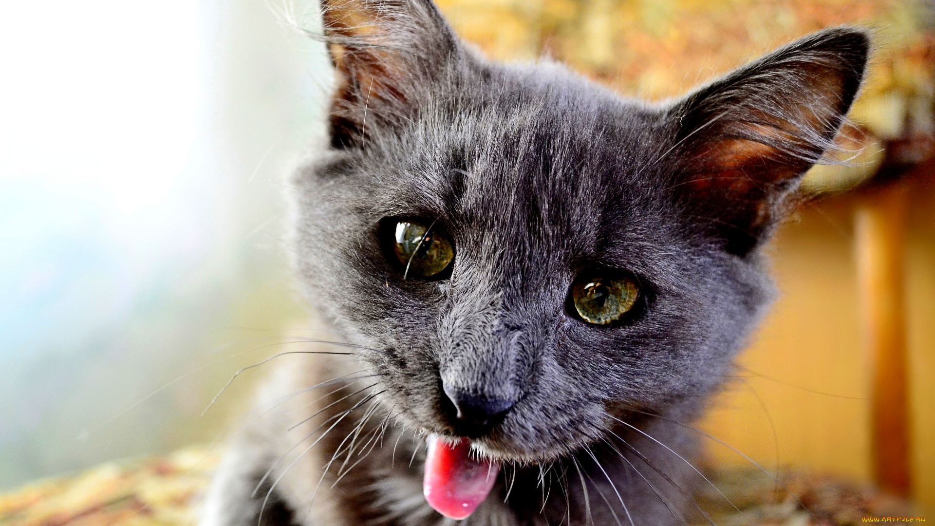 животные, коты, кот, свет