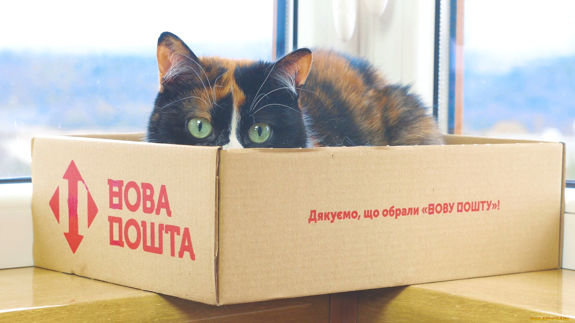 животные, коты, взгляд, кошка