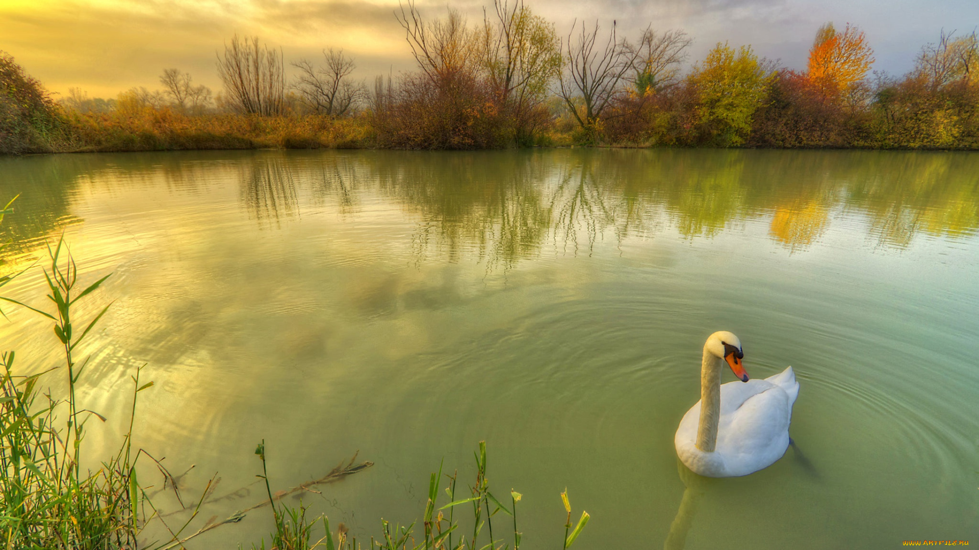 животные, лебеди, кусты, природа, птица, травы, лебедь, осень, пруд
