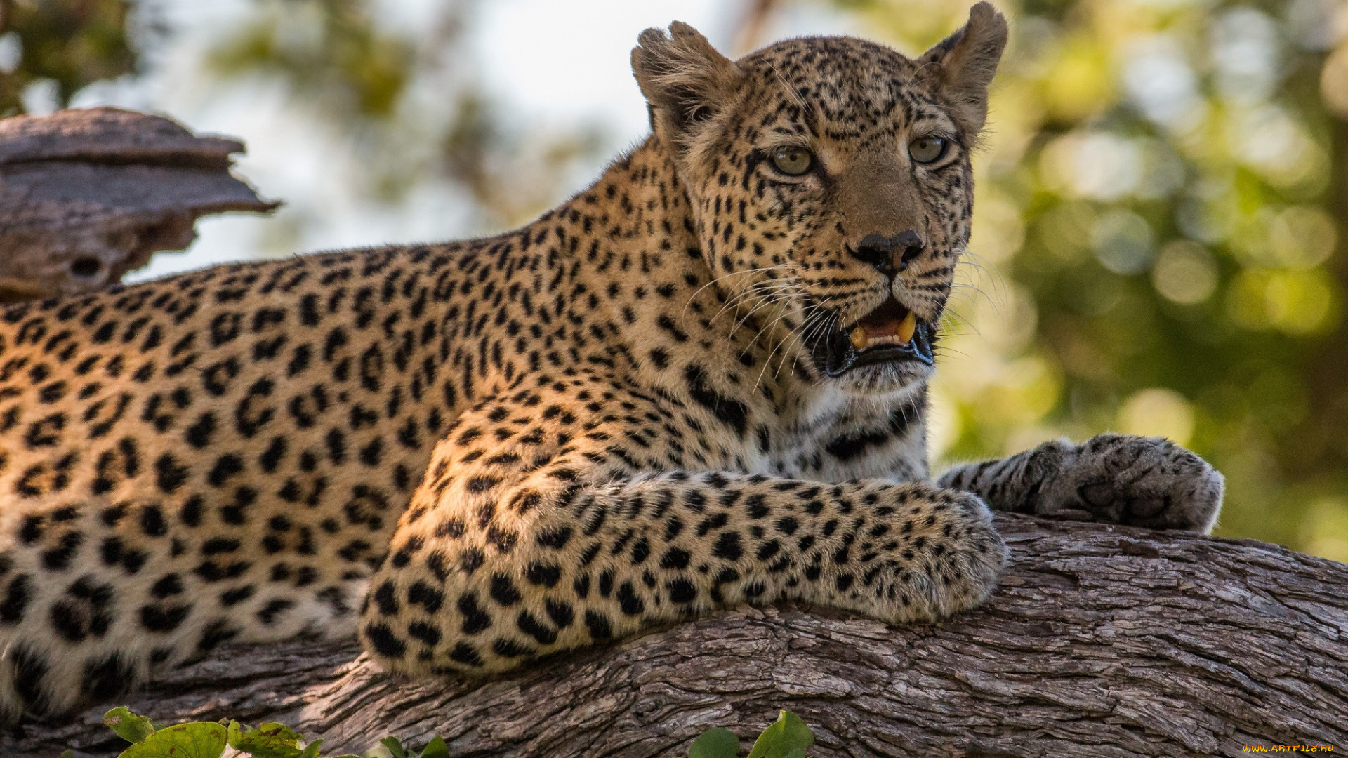 животные, леопарды, африка, окрас, пятна, лапы, морда, отдых, листва, лежит, кора, дерево, хищник, кошка