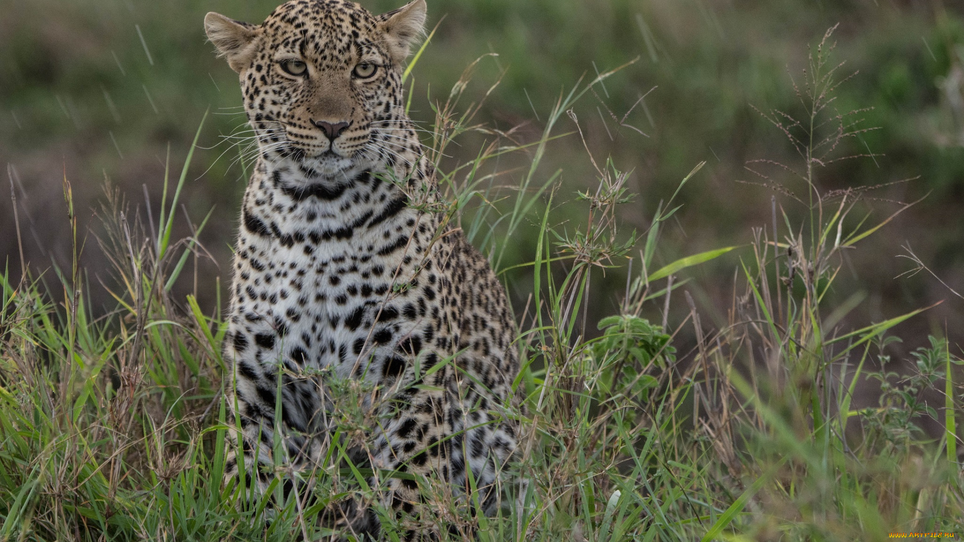 животные, леопарды, морда, молодой, хищник, кошка, заросли