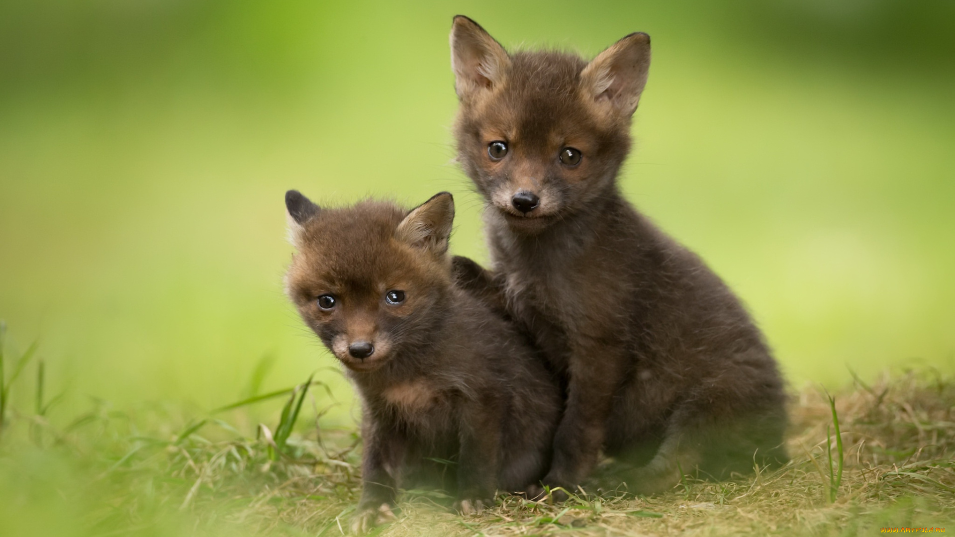 животные, лисы, лисята, лето, природа