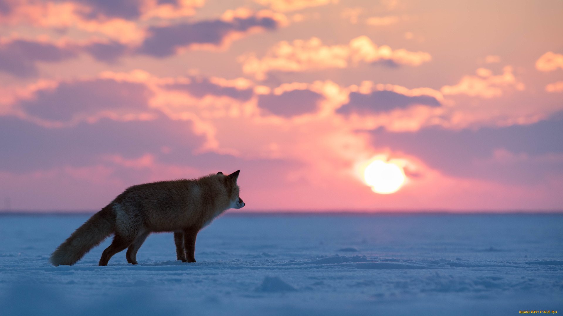 животные, лисы, профиль