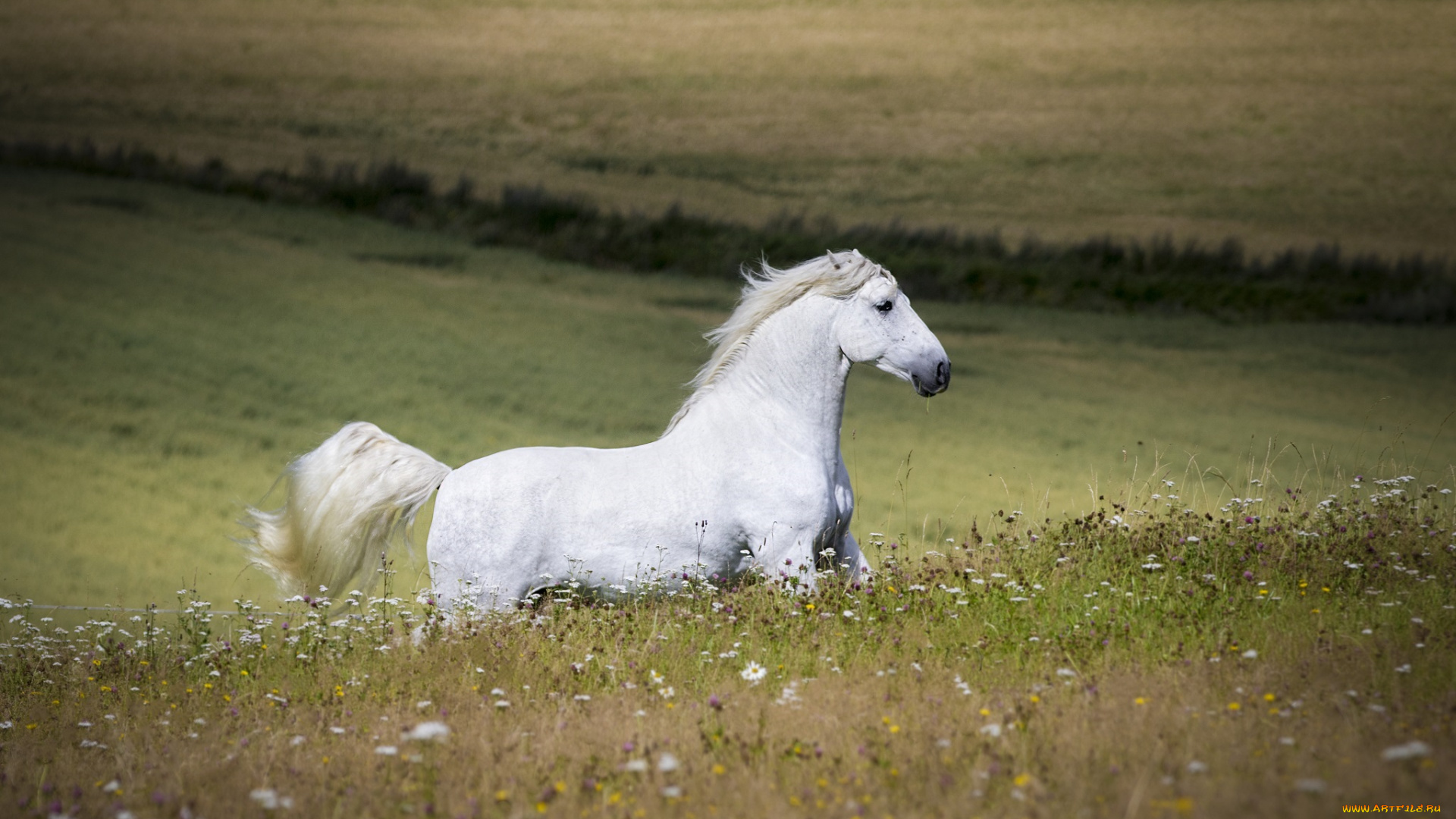 животные, лошади, белый, профиль, простор, луг, лето, цветы, бег, жеребец, конь
