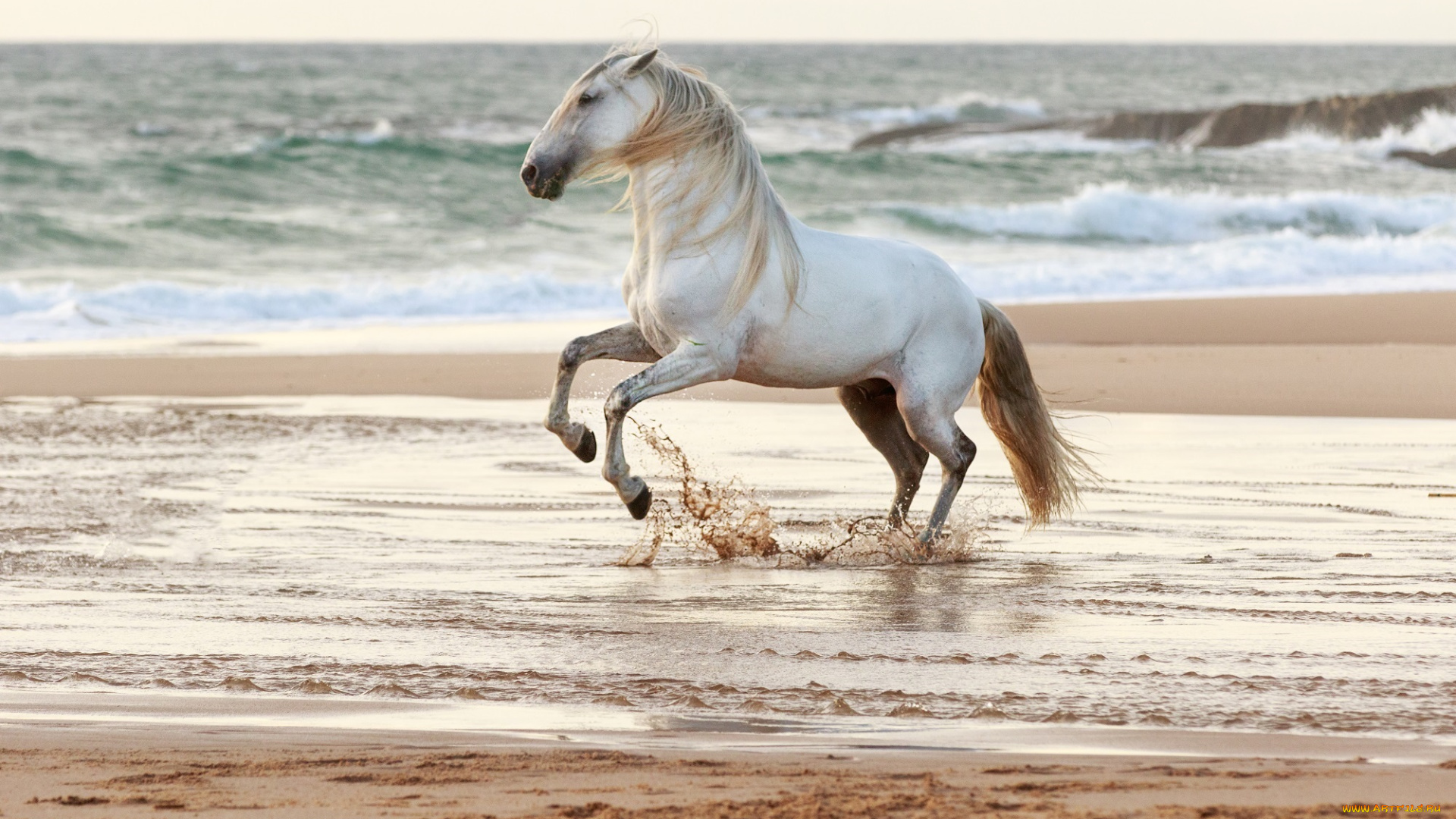 животные, лошади, брызги, вода, побережье, берег, песок, море, грация, красавец, серый, жеребец, конь, ветер, прибой, волны