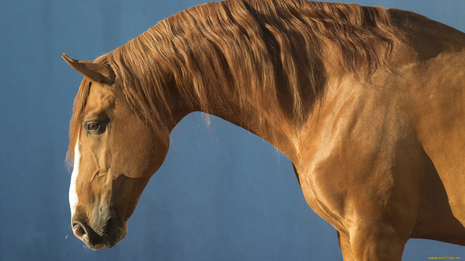 животные, лошади, грива, профиль, рыжий, конь