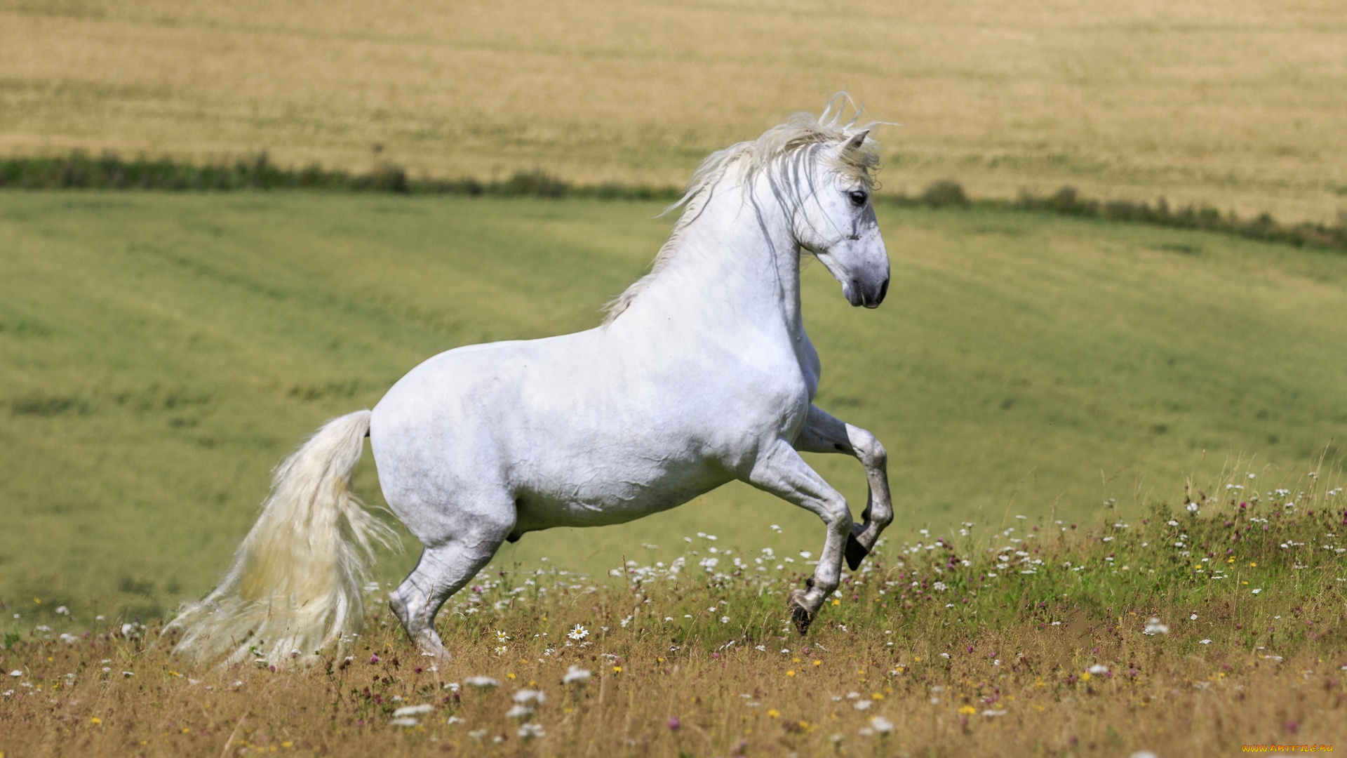 животные, лошади, лето, простор, луг, цветы, красавец, мощь, профиль, грация, белый, жеребец, конь