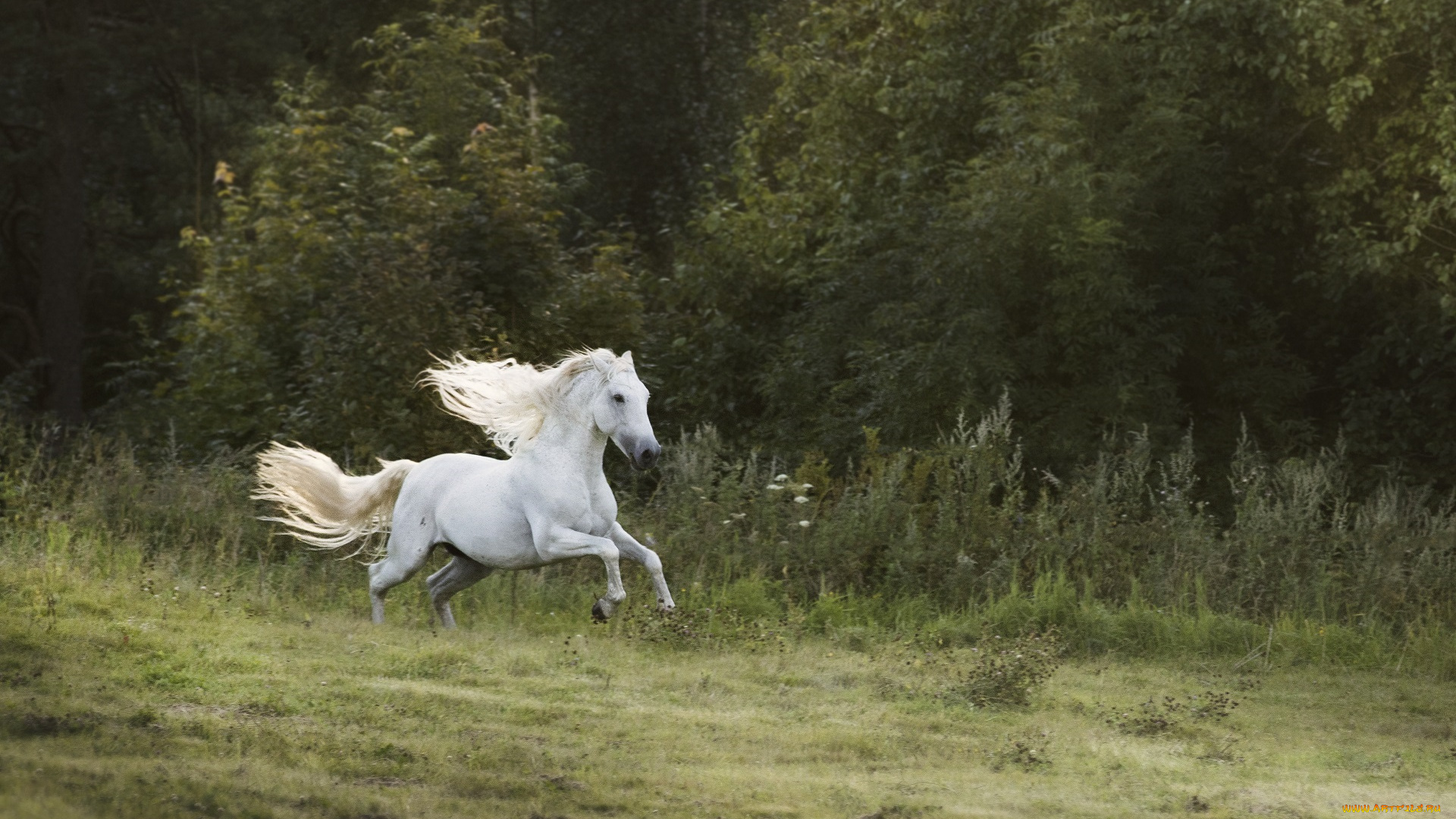 животные, лошади, луг, лес, трава, галоп, скачка, бег, грива, резвый, движение, скорость, белый, жеребец, конь, прогулка, лето, деревья