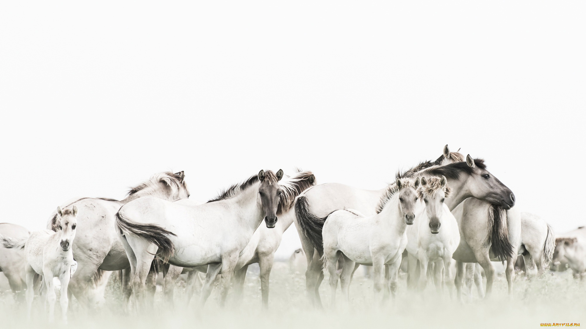 животные, лошади, природа, кони, фон