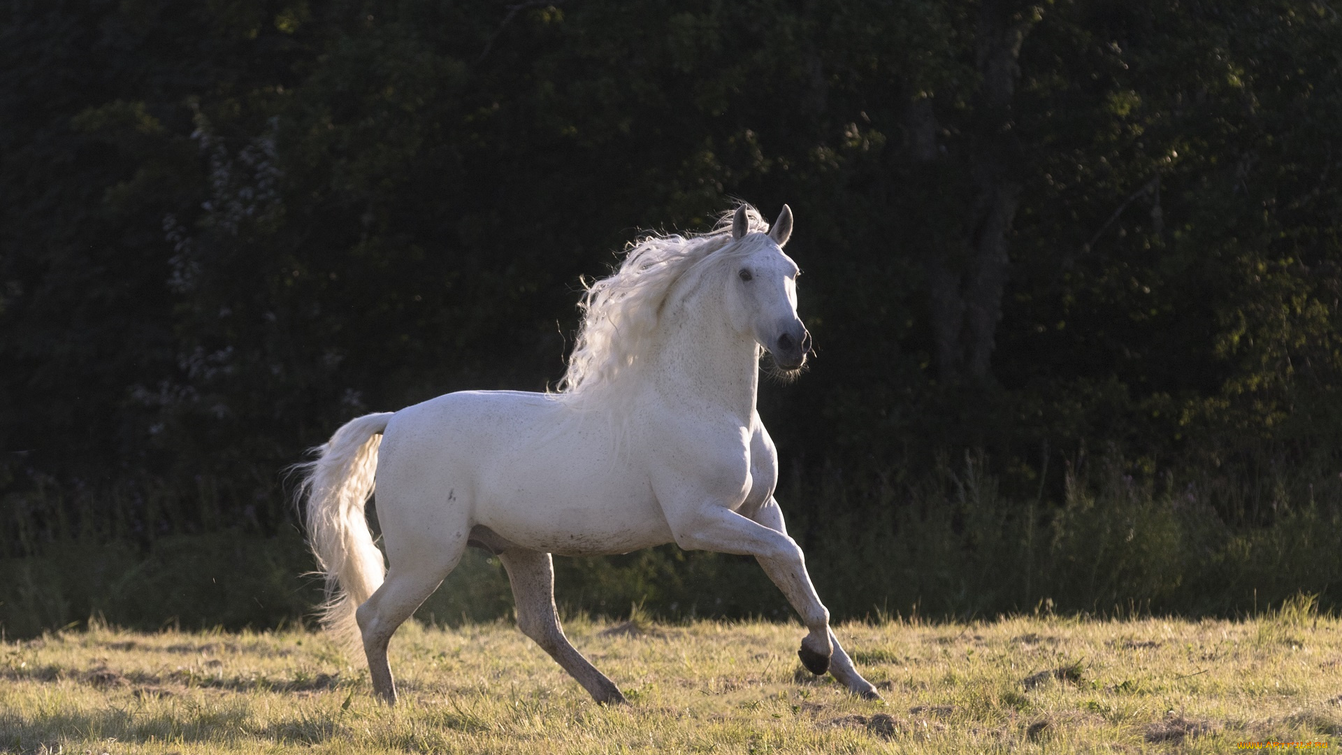 животные, лошади, тень, свет, лето, луг, грация, белый, жеребец, конь