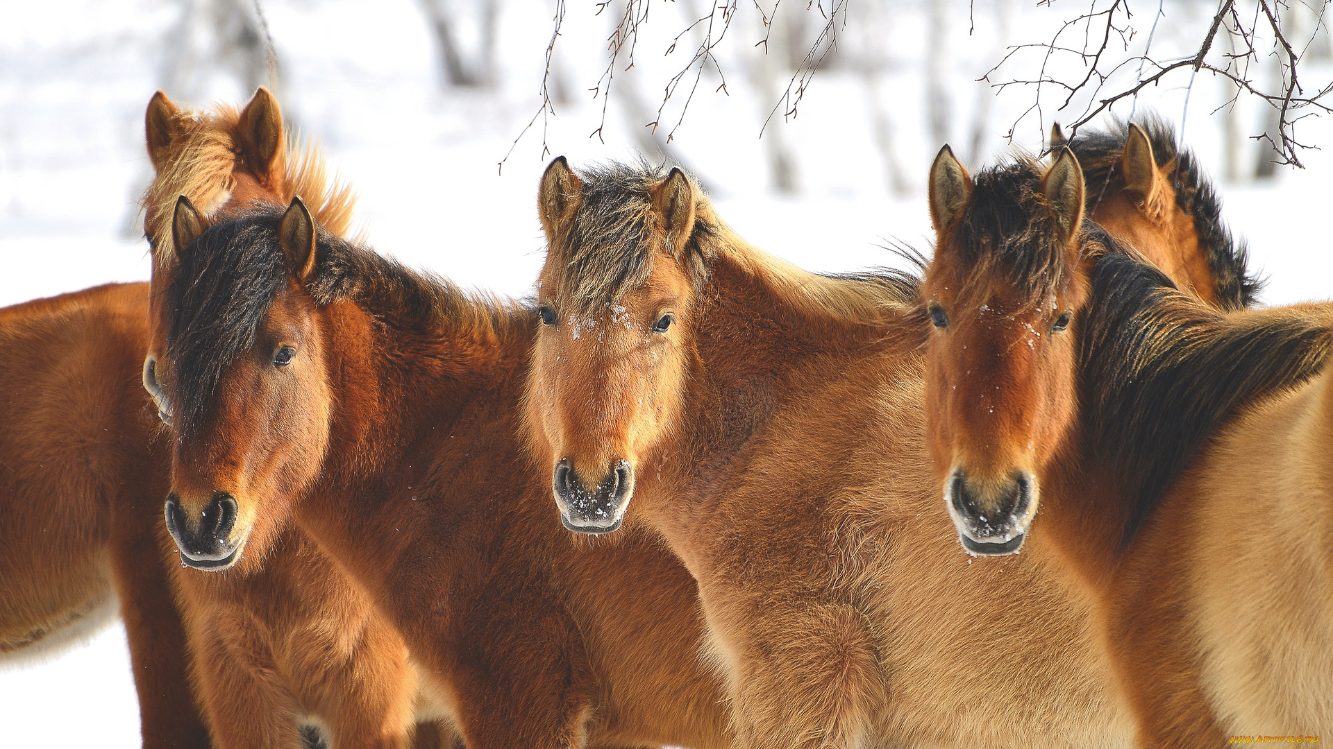животные, лошади, взгляд