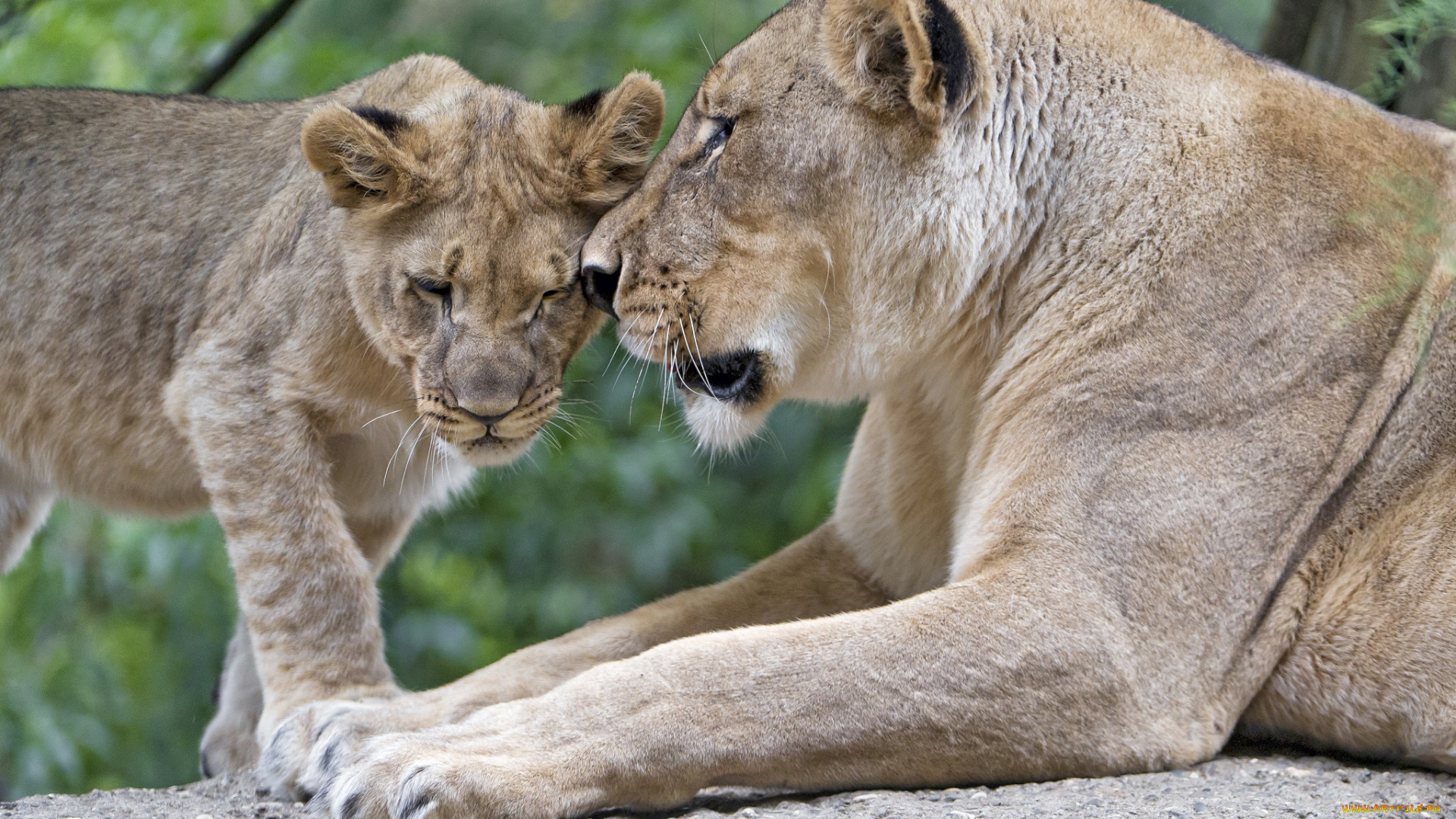 животные, львы, любовь, ласка, забота, семья, пара, детёныш, мать, львица, львёнок