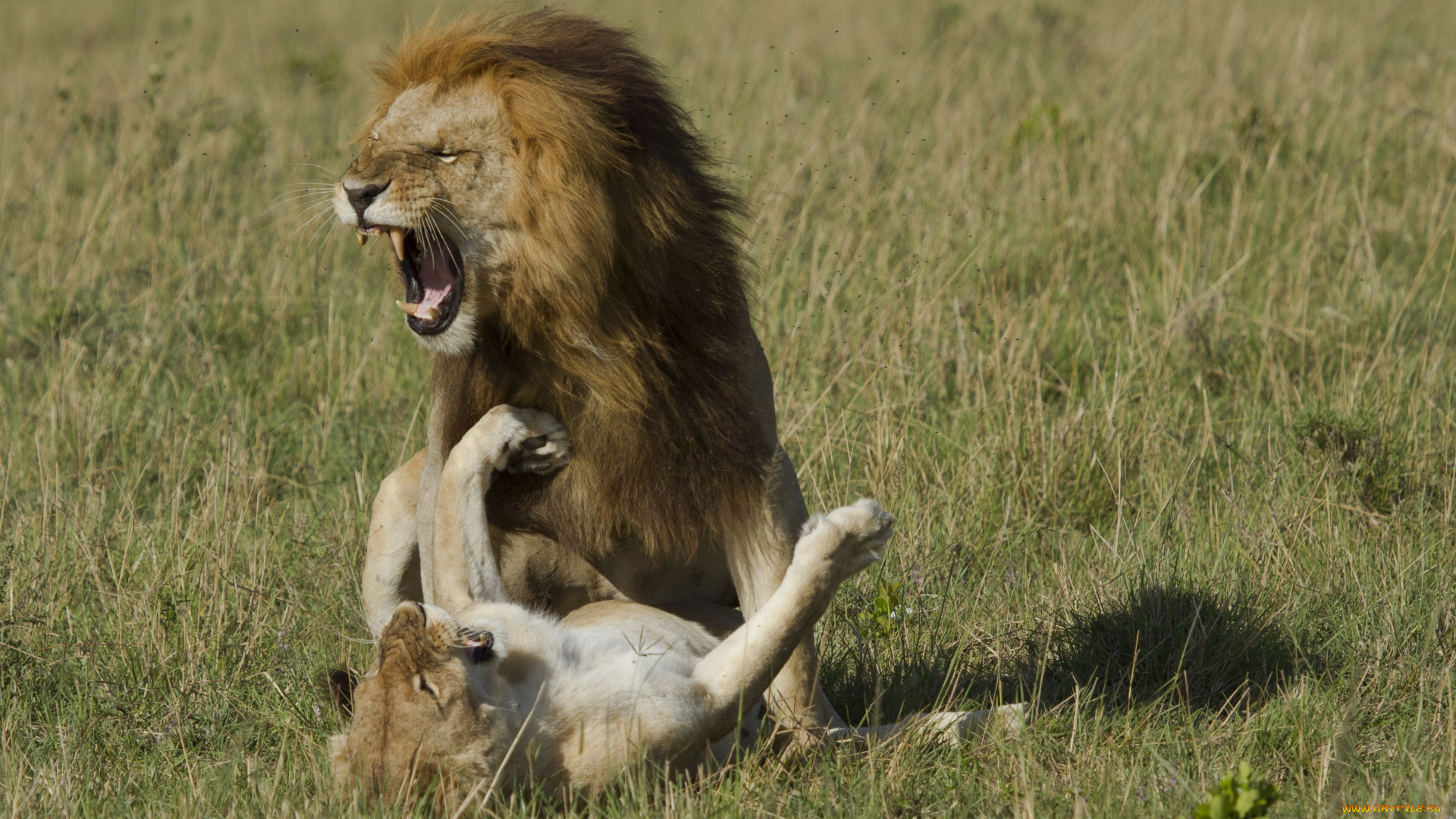 животные, львы, оскал