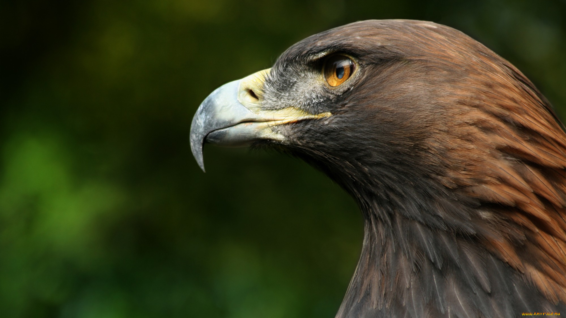 животные, птицы, -, хищники, профиль