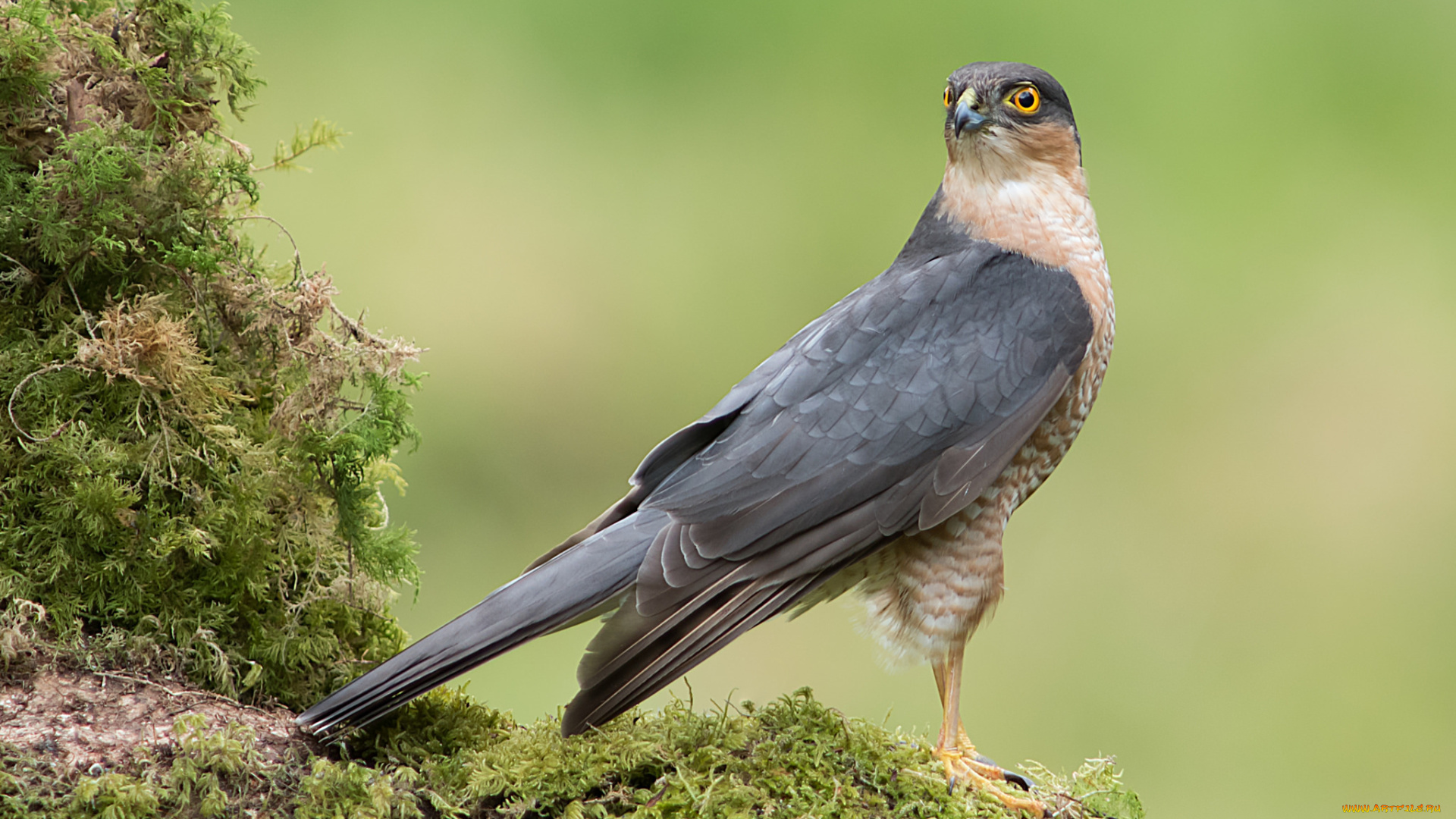 животные, птицы, -, хищники, птичка