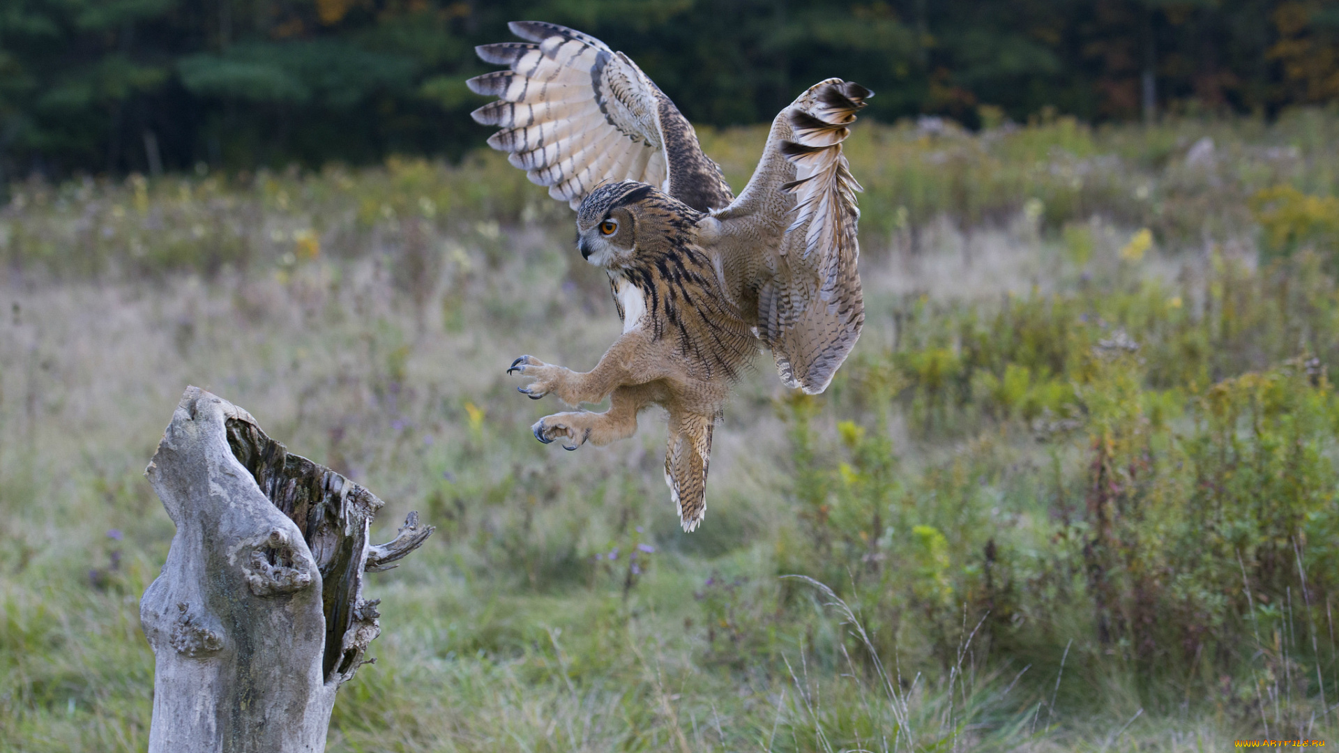 животные, птицы, -, хищники, птичка