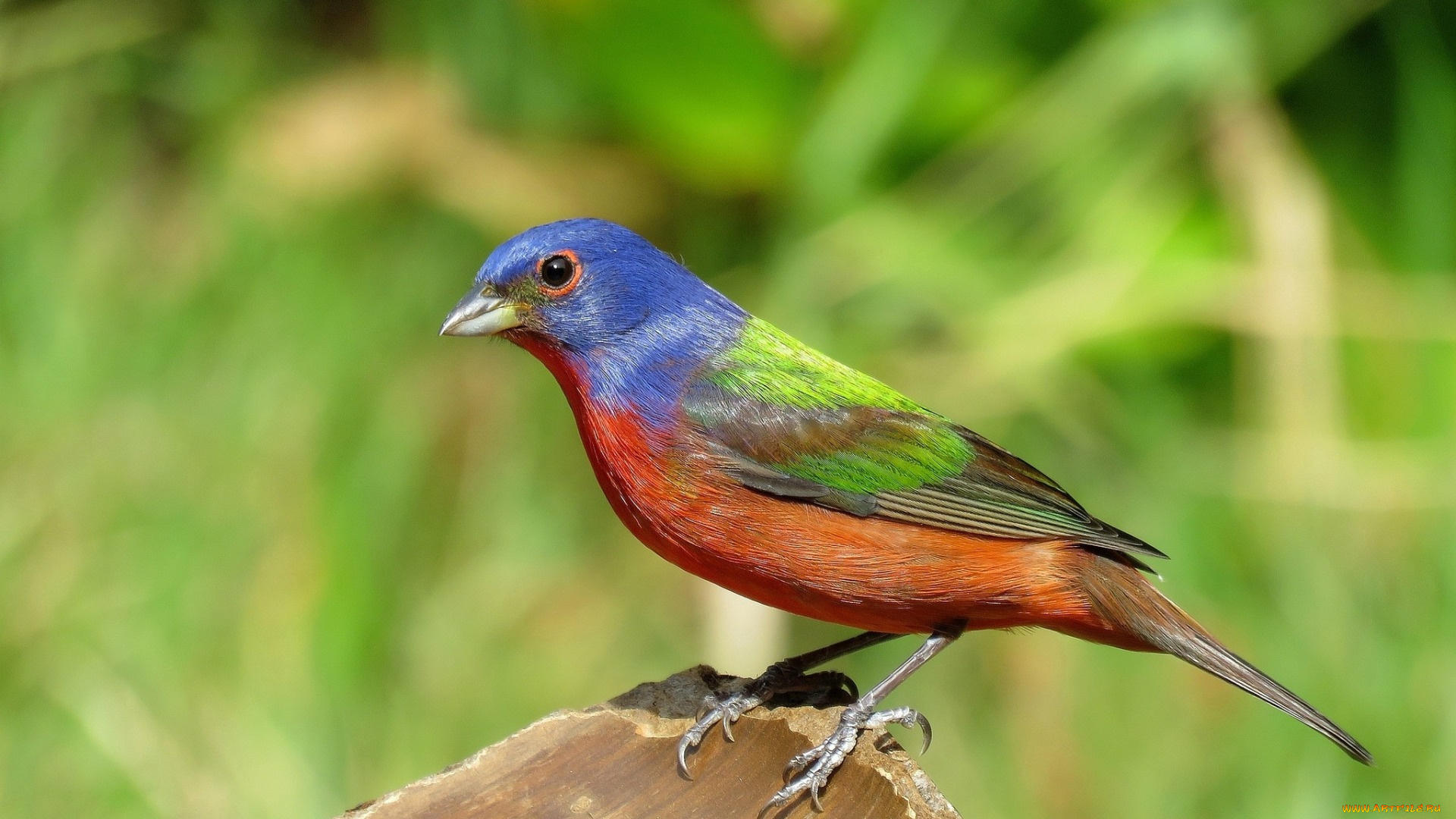 животные, птицы, профиль