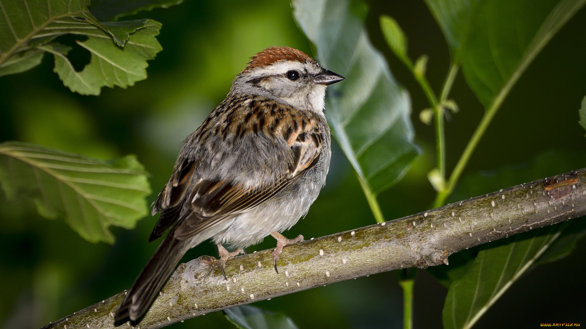 животные, птицы, птичка