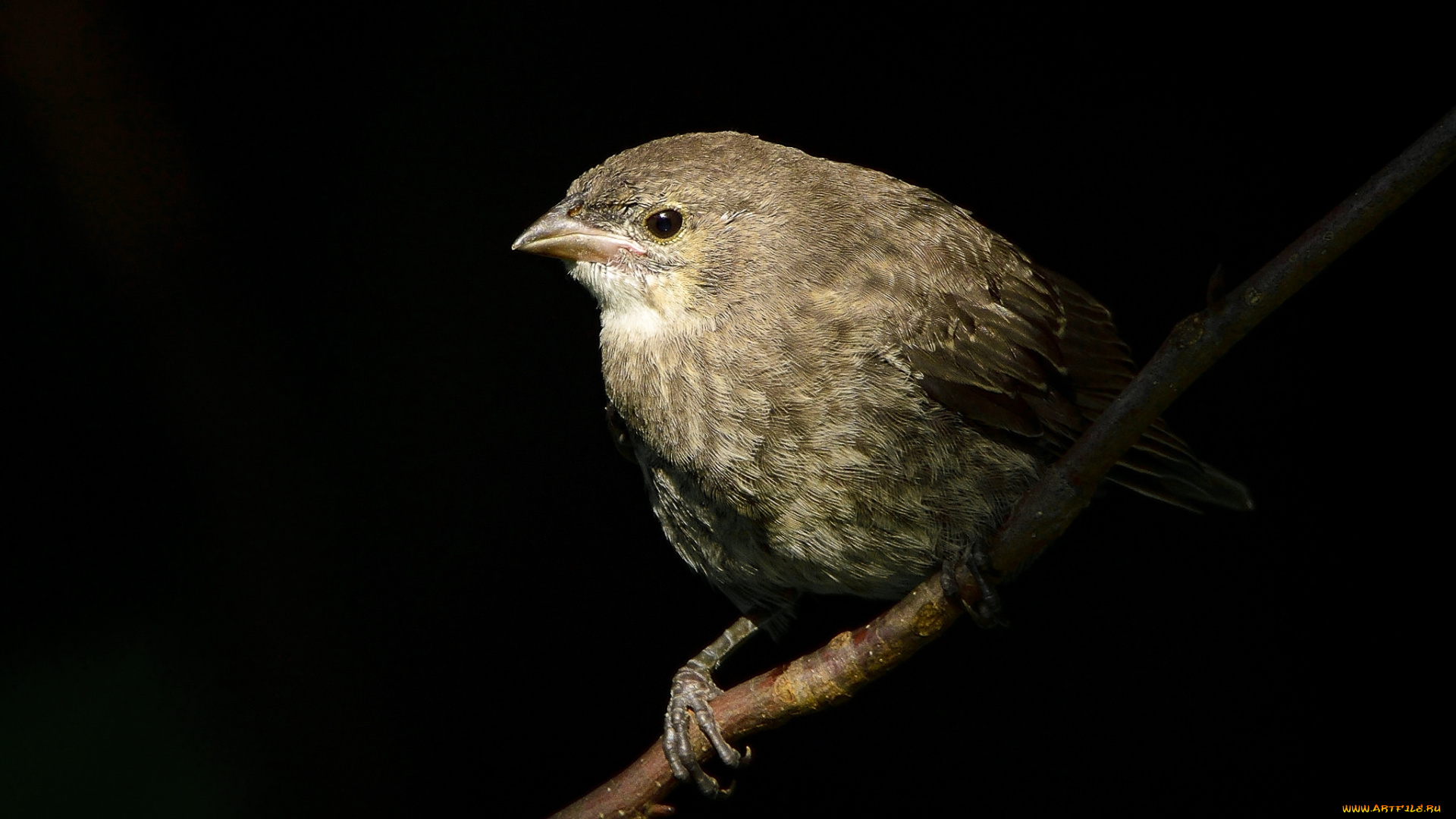 животные, птицы, птичка