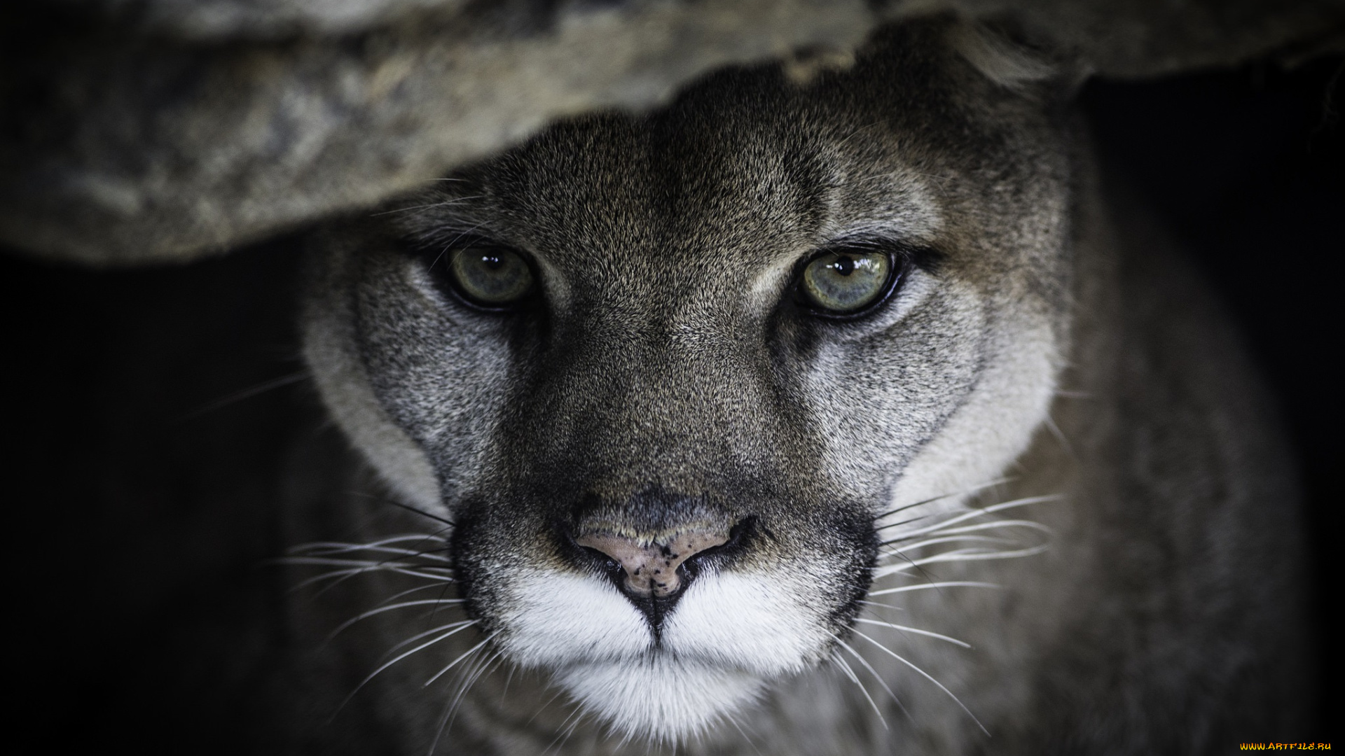 животные, пумы, портрет, морда, хищник, кошка, кугуар