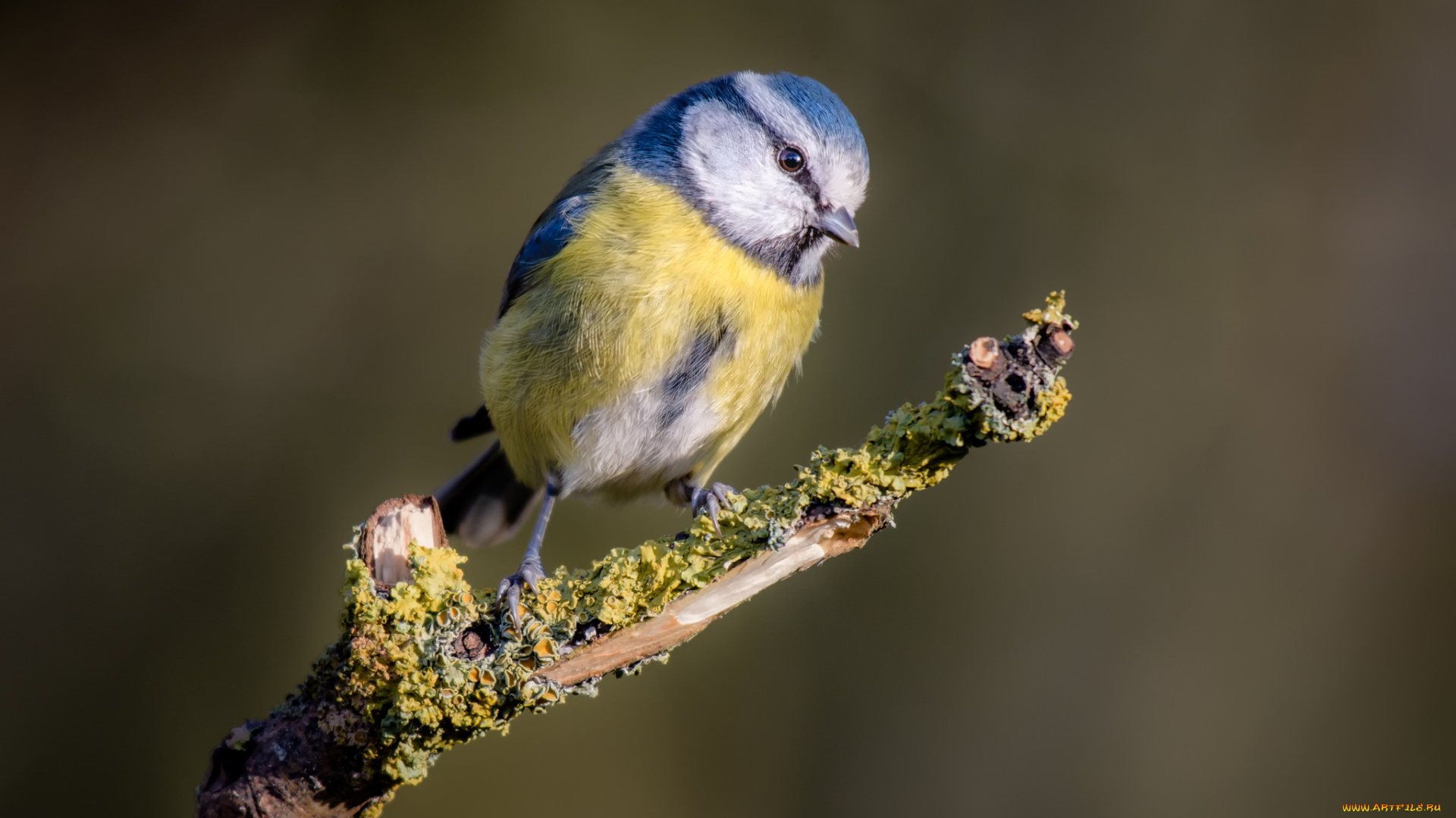 животные, синицы, , лазоревки, птичка