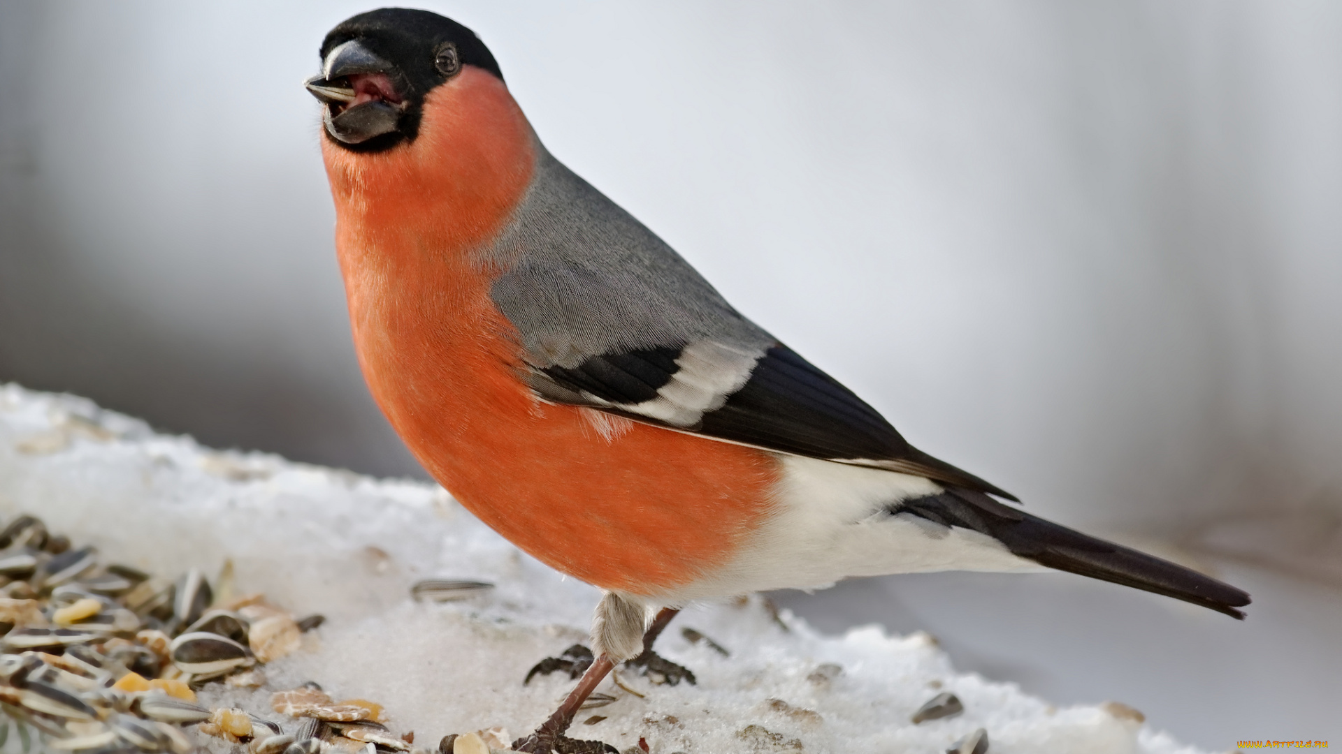 животные, снегири, птичка