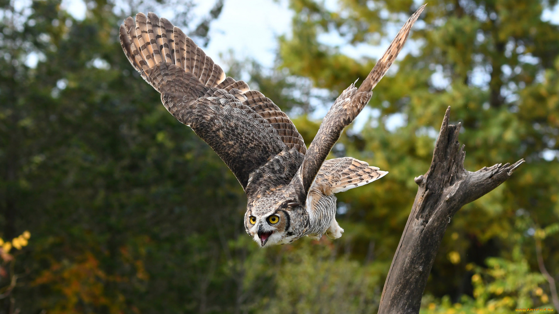 животные, совы, птичка