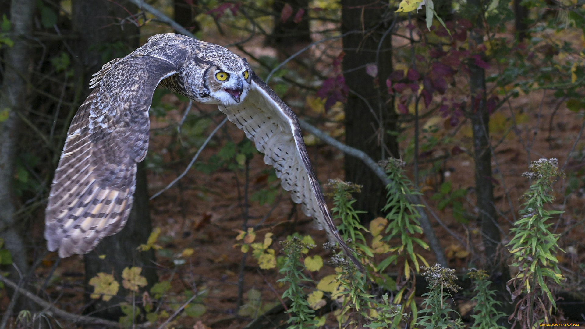 животные, совы, птичка