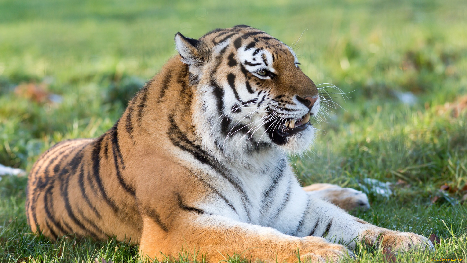 животные, тигры, шерсть, мех, хищник, лежит, трава, клыки, оскал, морда, кошка, амурский