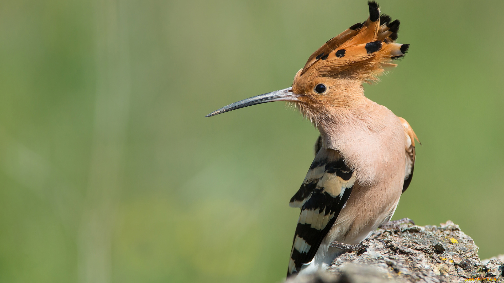 животные, удоды, птичка