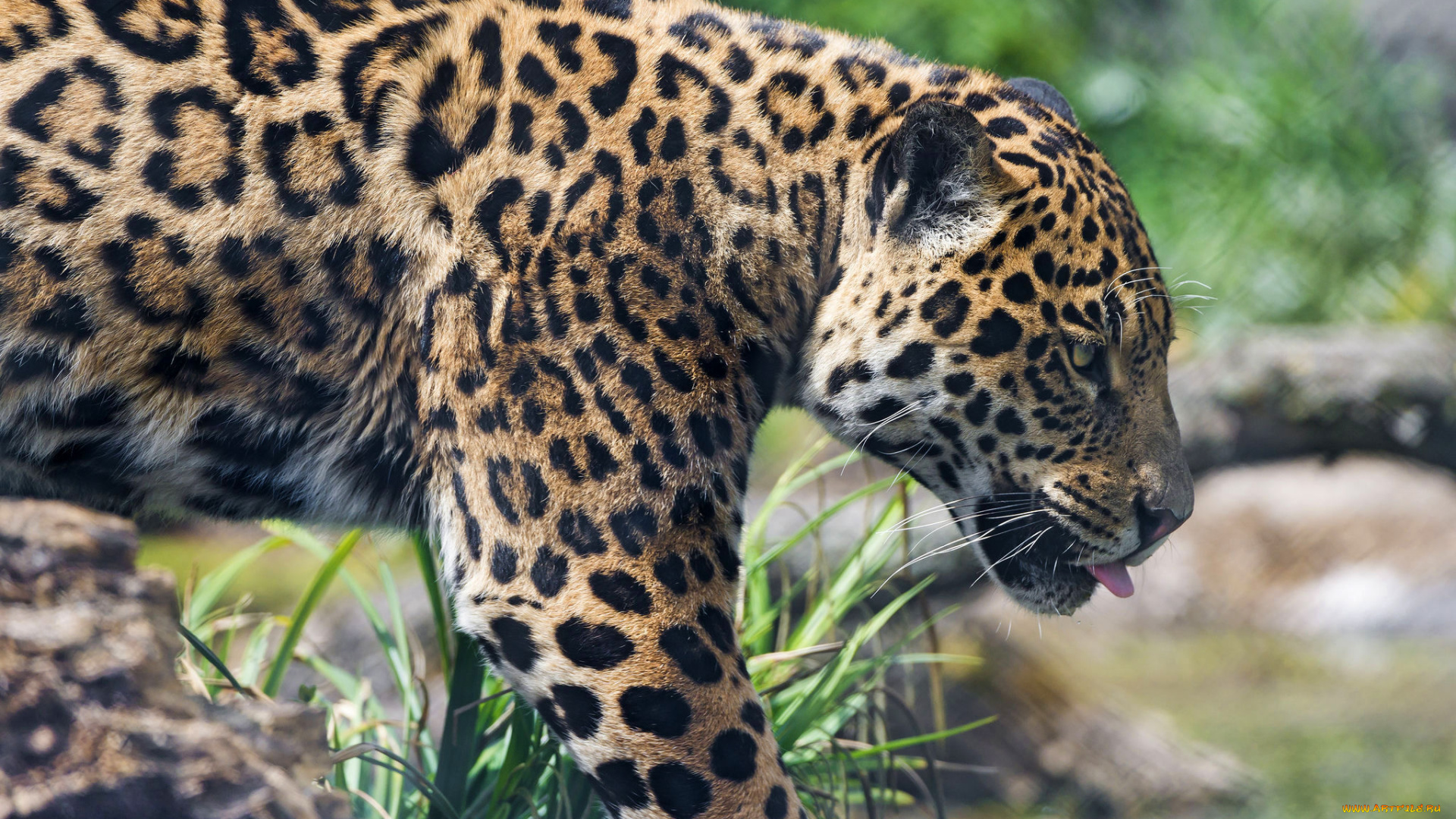 животные, Ягуары, трава, камни, язык, хищник, зверь, ягуар