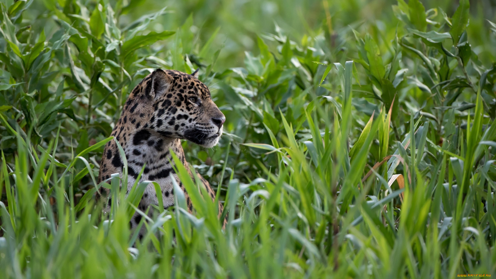 животные, Ягуары, заросли, профиль, морда, хищник, кошка, выглядывает