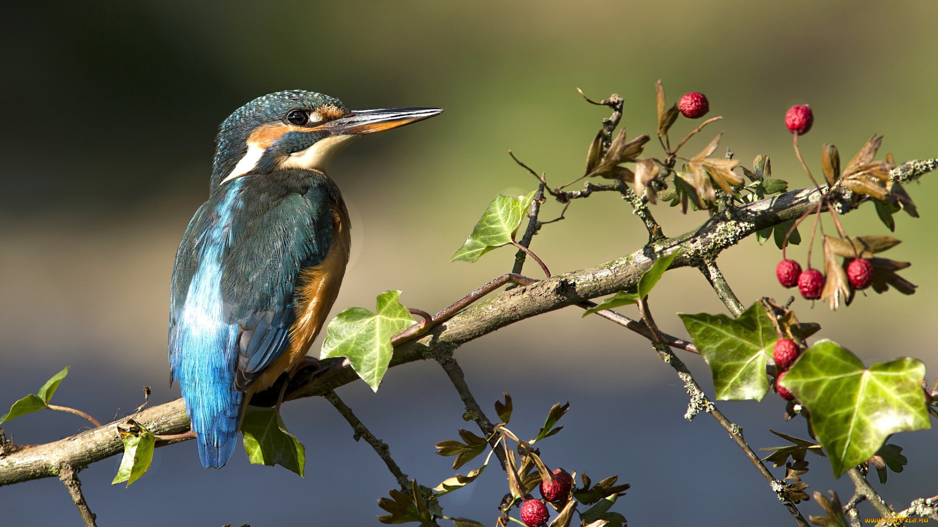 животные, зимородки, птичка