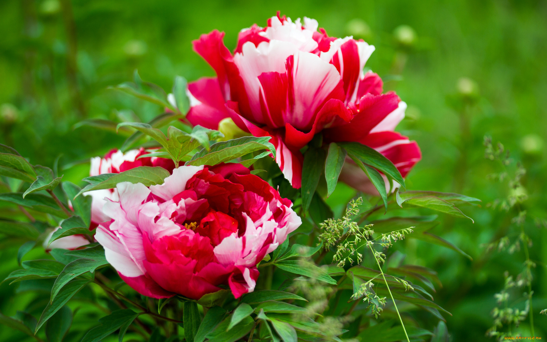 цветы, пионы, древовидный
