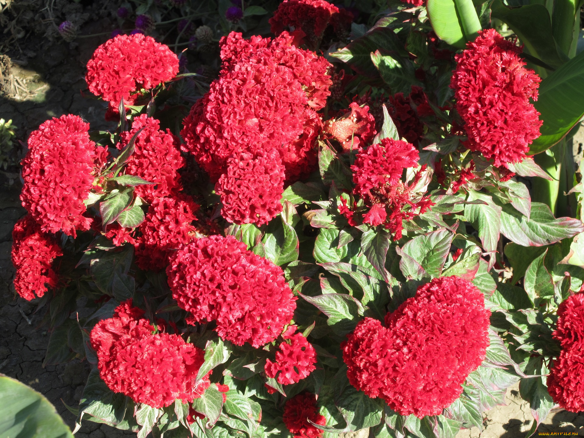 цветы, красные