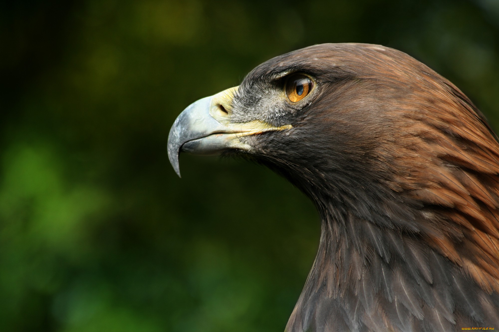 животные, птицы, -, хищники, профиль